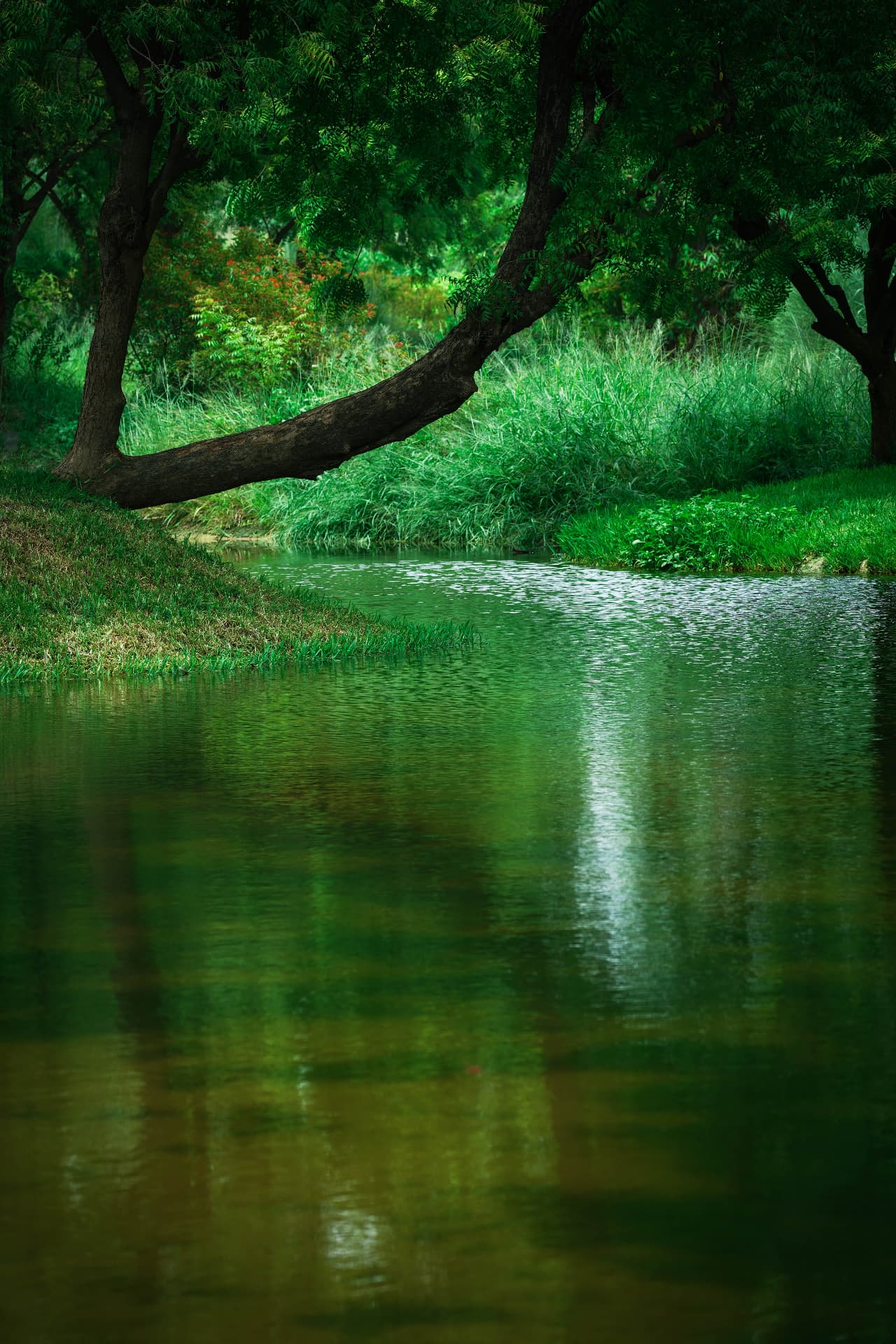 A quiet forest stream under the trees